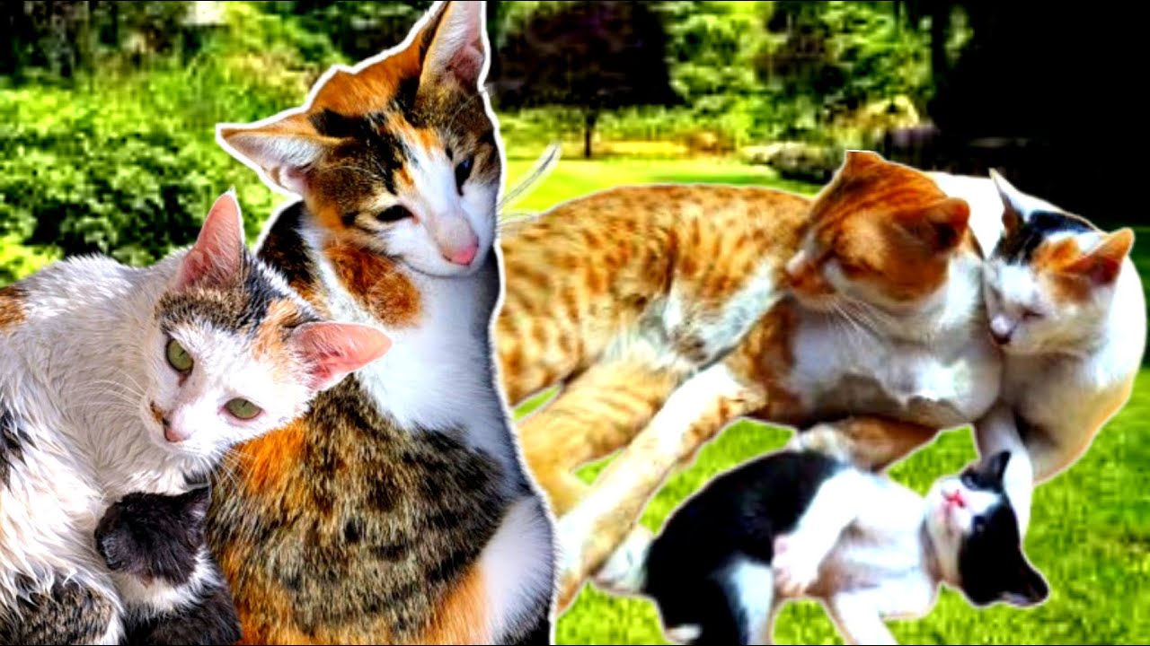 बिल्ली की शरारतें😸😻|Bhilai Mein Aao|BilliKiVideo|Billi Wala Video|Cat Video |Animals |Pets