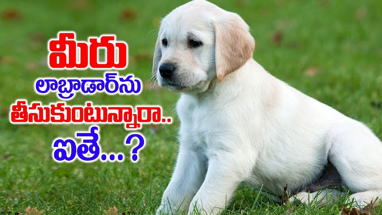 మీరు లాబ్రాడార్ ను పెంచాలనుకుంటున్నారా ? || Labrador Dog Facts in Telugu || SumanTV