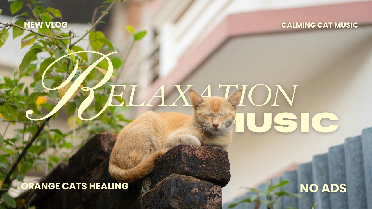 Slow Morning Ginger Paws ☀️ Soft Jazz for Anxious Cats, Cozy Music With White Noise for Cat Calming