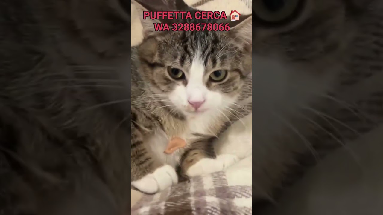 🆘❤️ PUFFETTA è una cucciola di poco più di 4 mesi e cerca CASA 🏠❤️🆘