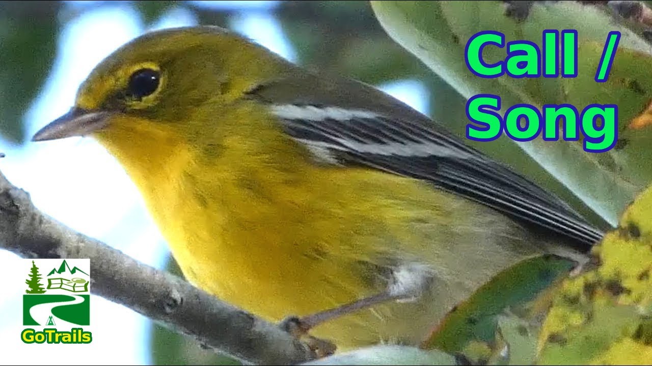 Pine warbler song / singing / call / sound | bird