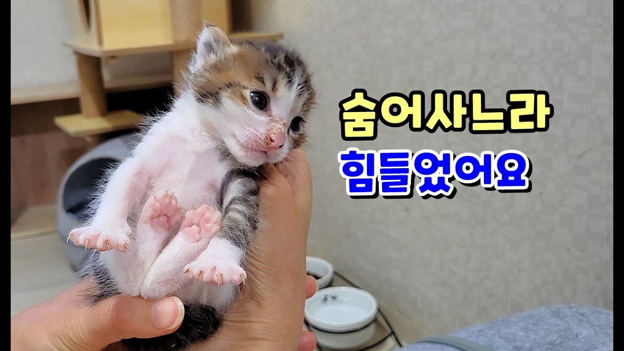 임신한줄도 몰랐는데 장롱위에서 출산하고 20일동안 숨어서 키운 고양이(feat:집사 놀라 자빠짐)