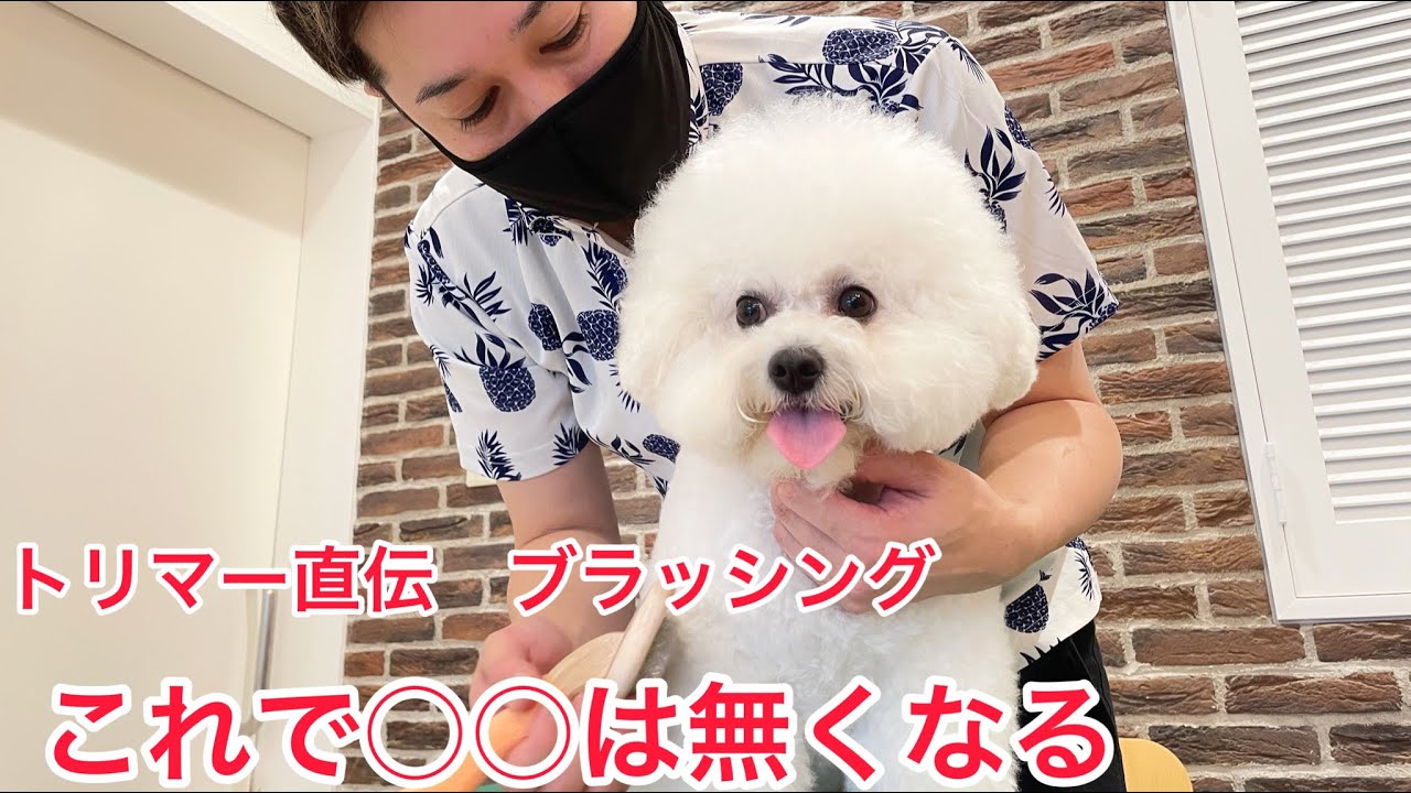 【モコモコカット必見】優しいブラッシング！ワンコに負担をかけずスタイルキープをするため！