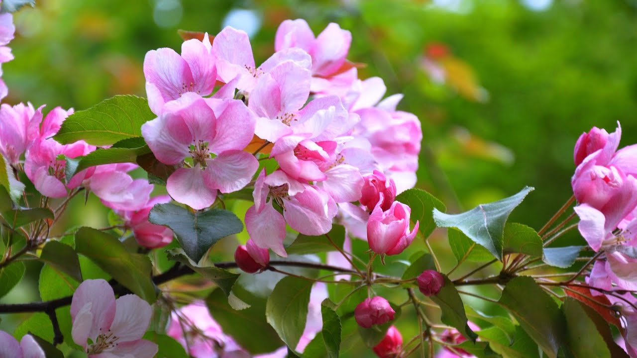 Beautiful Relaxing Piano Music🌿Whispers of Spring🌸