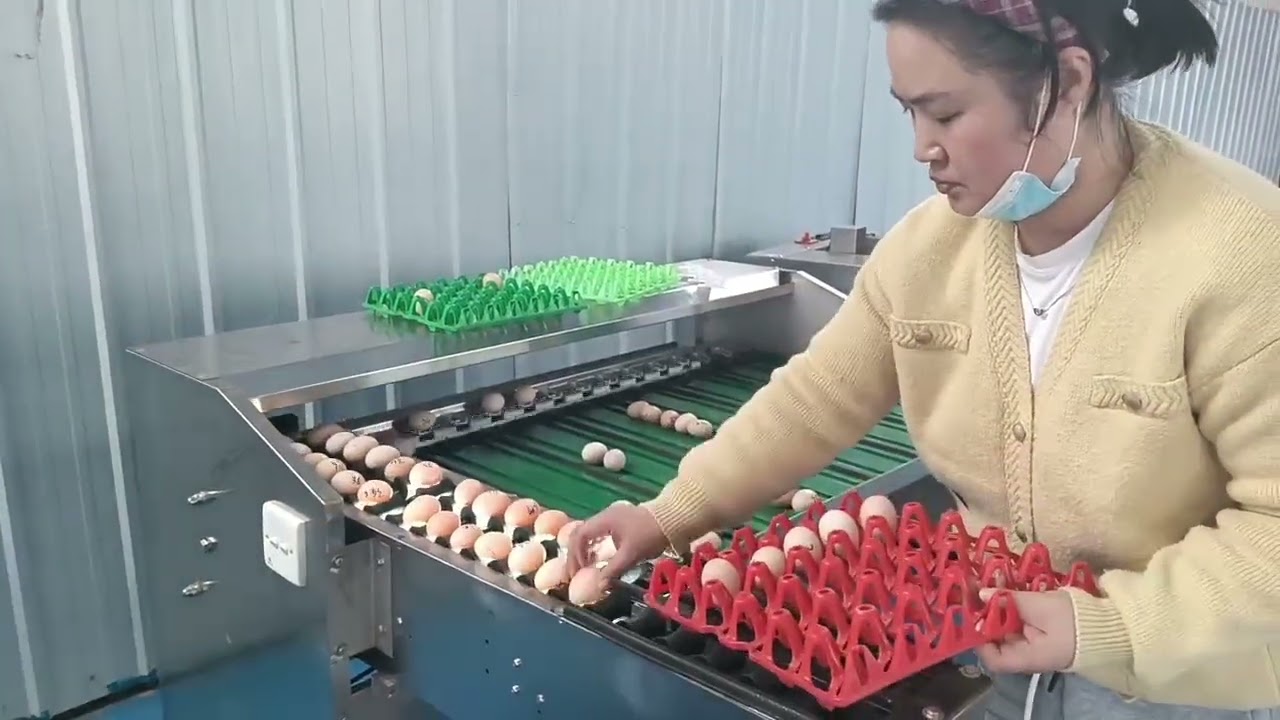Egg grading machine