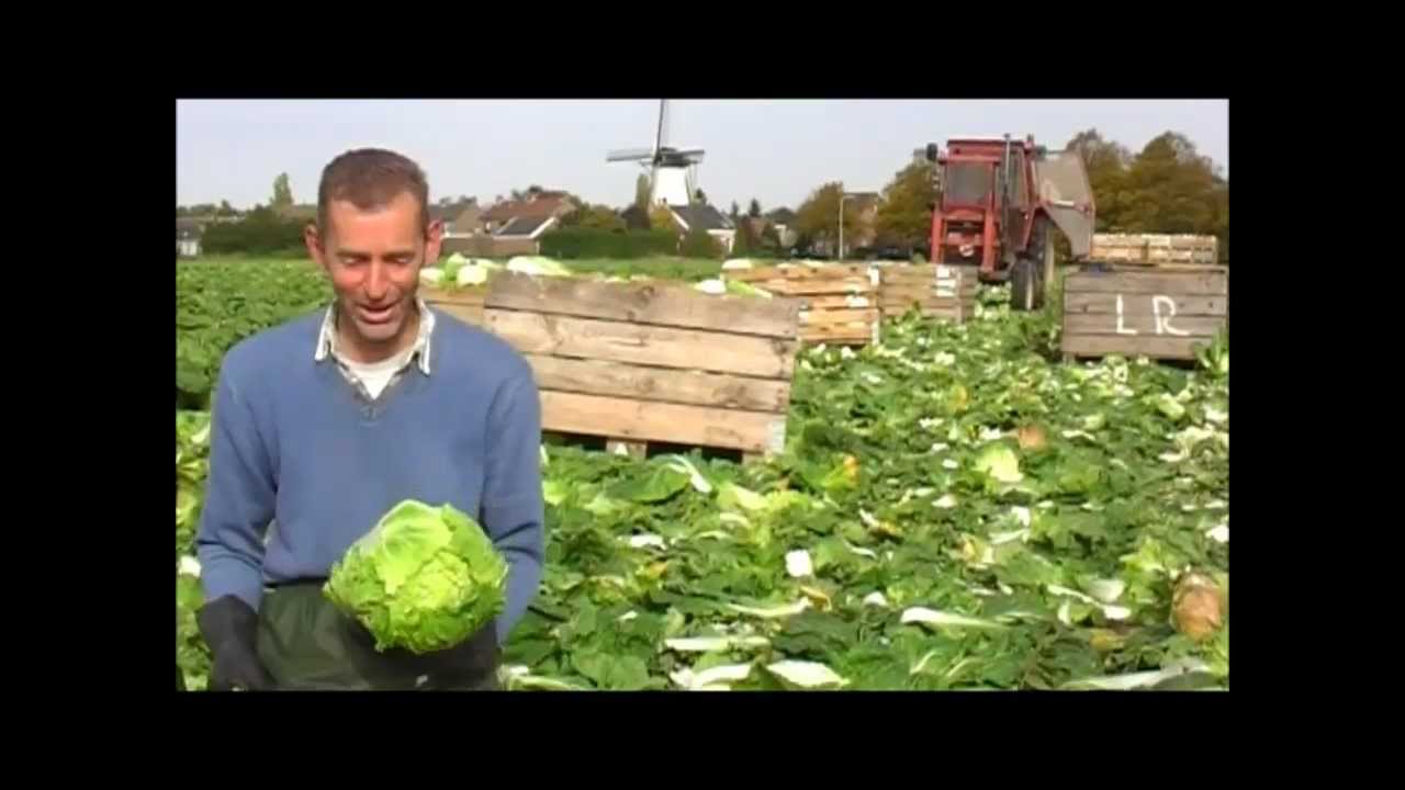 Peter Suijkerbuijk oogst Chinese kool