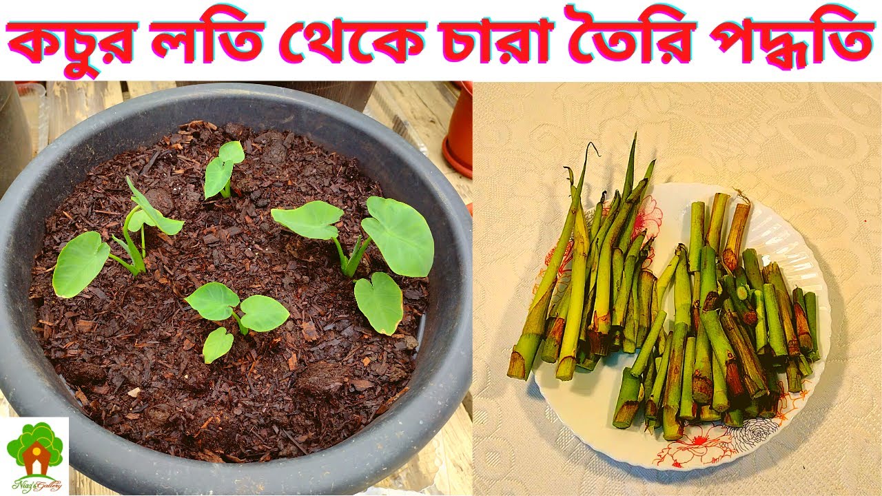 কচুর লতি থেকে চারা তৈরি পদ্ধতি। কচুর চারা তৈরি পদ্ধতি। How to grow taro seedlings from Loti.