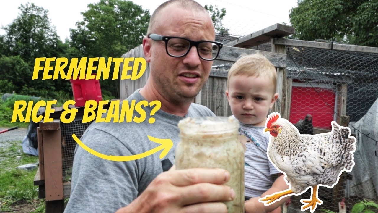 I Fed My Chickens Fermented Rice and Beans | Is it Cheaper Than Regular Feed?