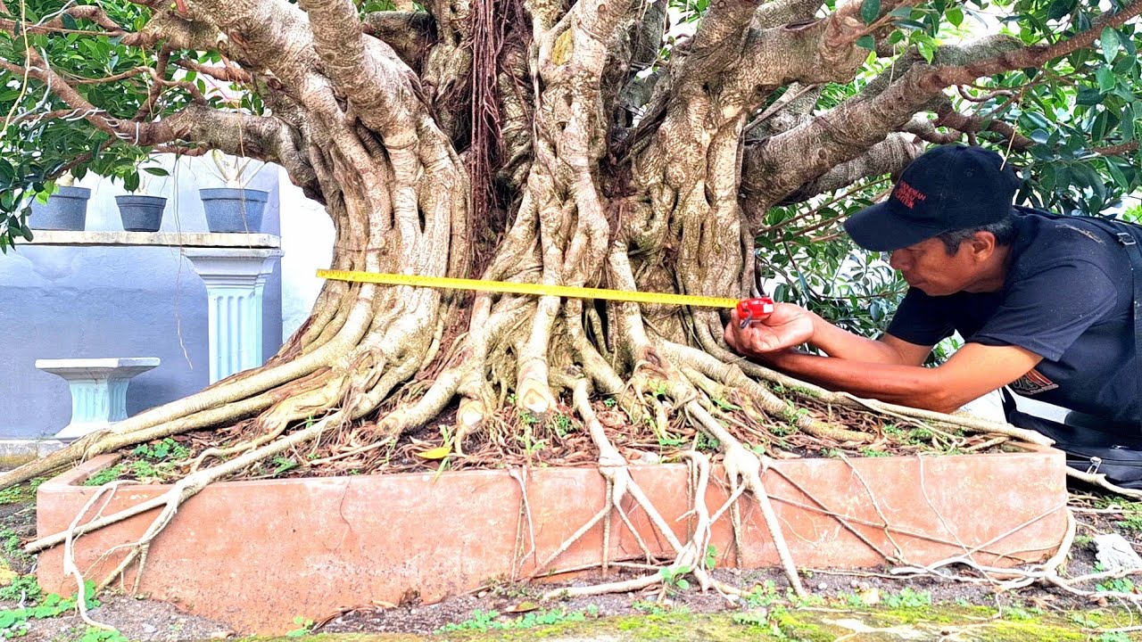 REVIEW HARGA BONSAI JUMBO KOLEKSI BABE JAMALUDDIN