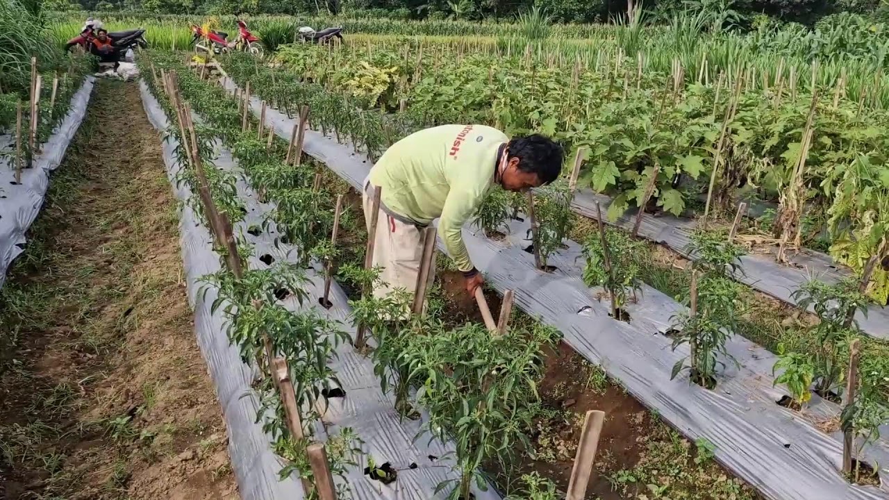 FARMER'S SECRET: WEANING WEEDS IN RICE FIELDS WITH A TRADITIONAL HOE!-agriculture farming