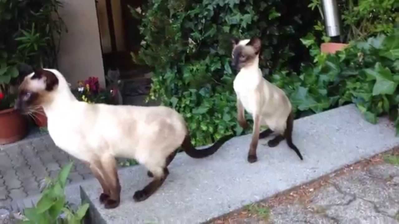 Silver Fox', my happy  Siamese Seal-Point cats 2