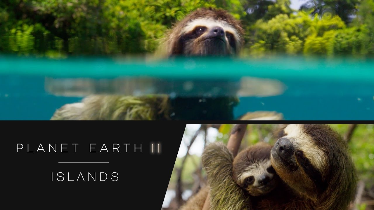Swimming sloth - Planet Earth II: Islands Preview - BBC