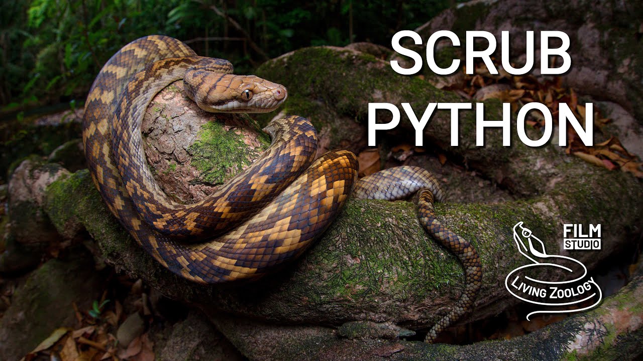 Scrub python, the largest snake of Australia