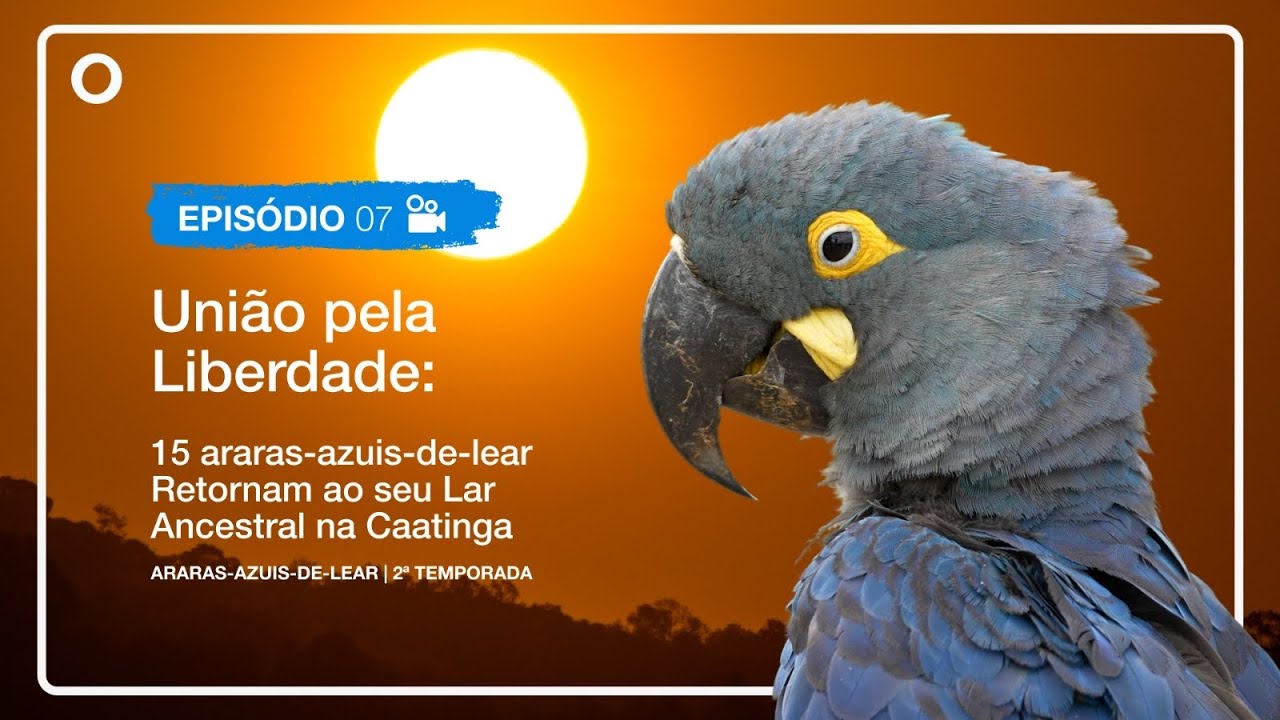 2ª Temporada | EP 7. Araras-Azuis-de-Lear Retornam à Liberdade na Caatinga.