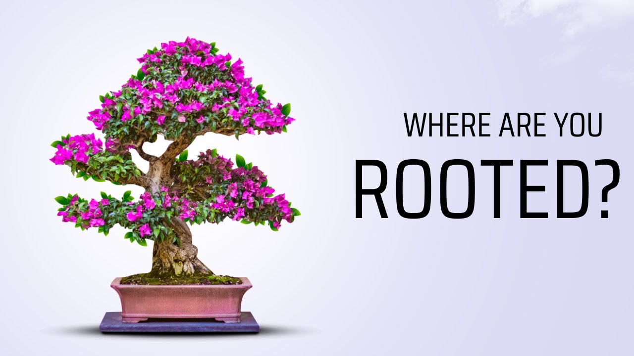 Where are you rooted?