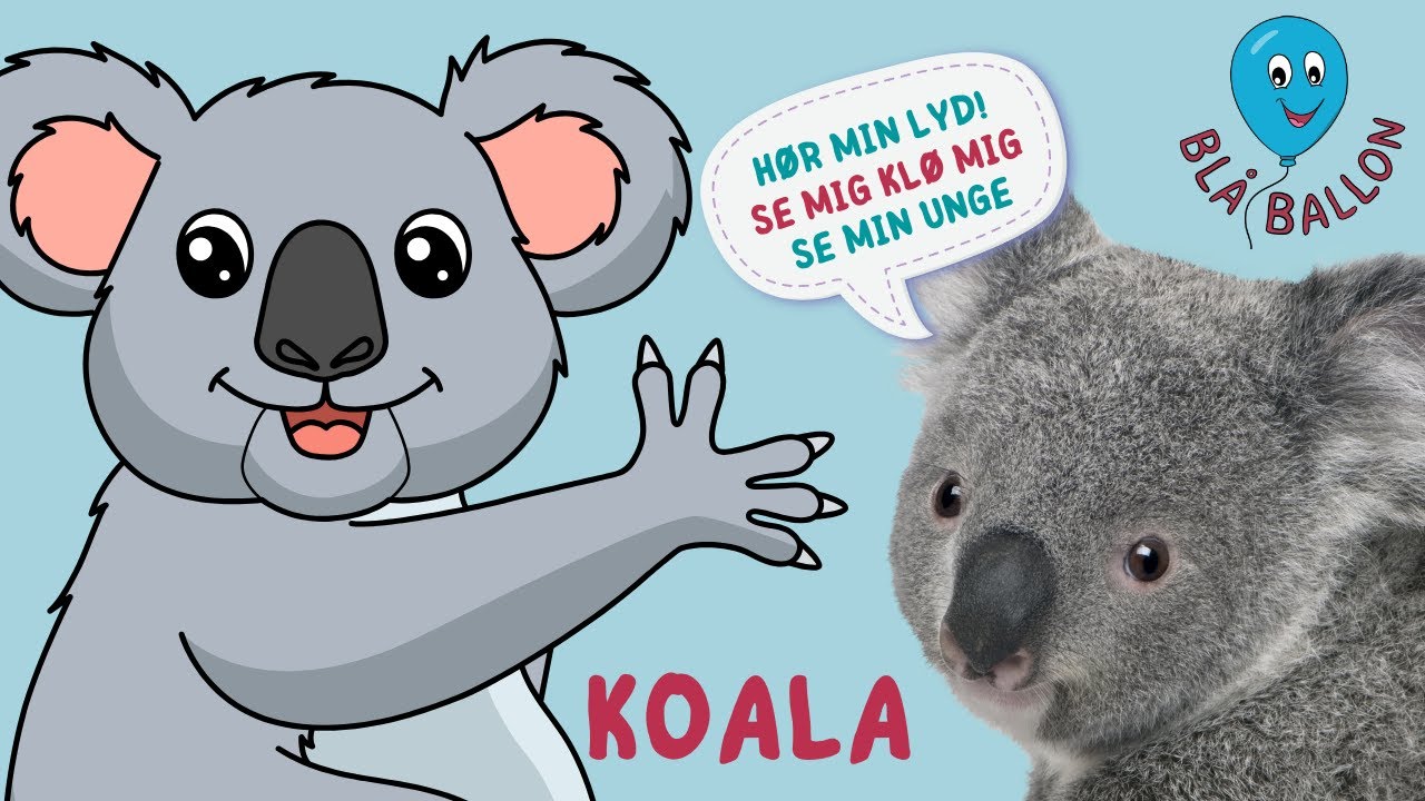 Hør koalaens skøre lyd! Sjov film om koalaer for børn. Se koalaer spise, sove og klø sig. Dyr. Børn