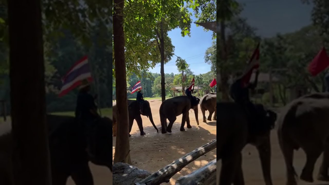 ช้างอาบน้ำ สถาบันคชบาลแห่งชาติ ในพระอุปถัมภ์ฯ (ศูนย์อนุรักษ์ช้างไทย)