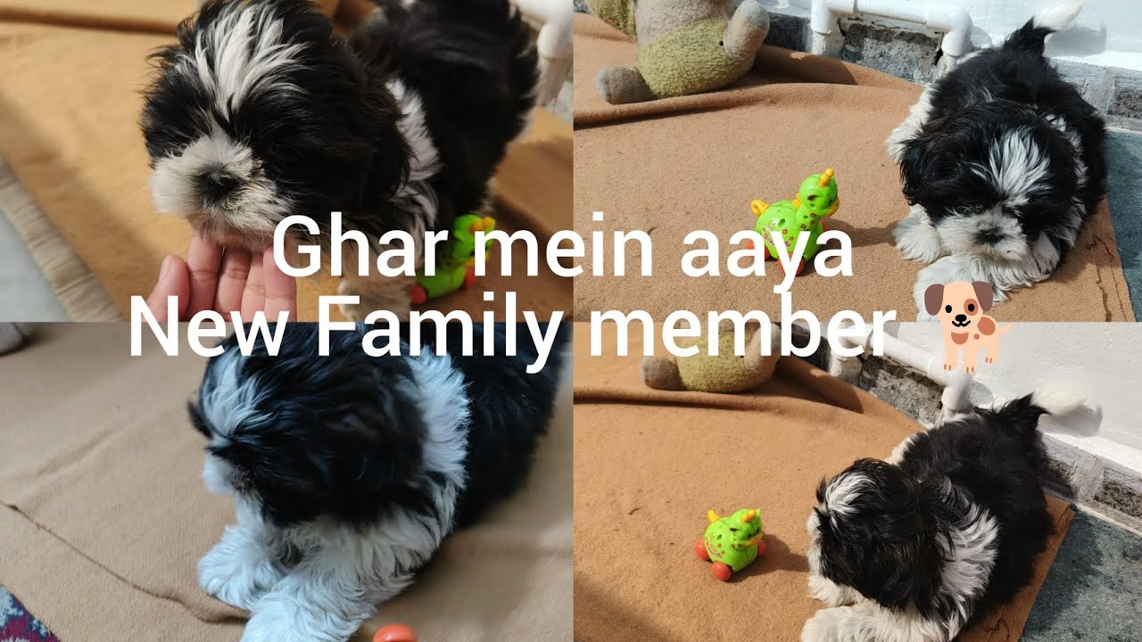 Ghar mein aaya new family member 😊🩷