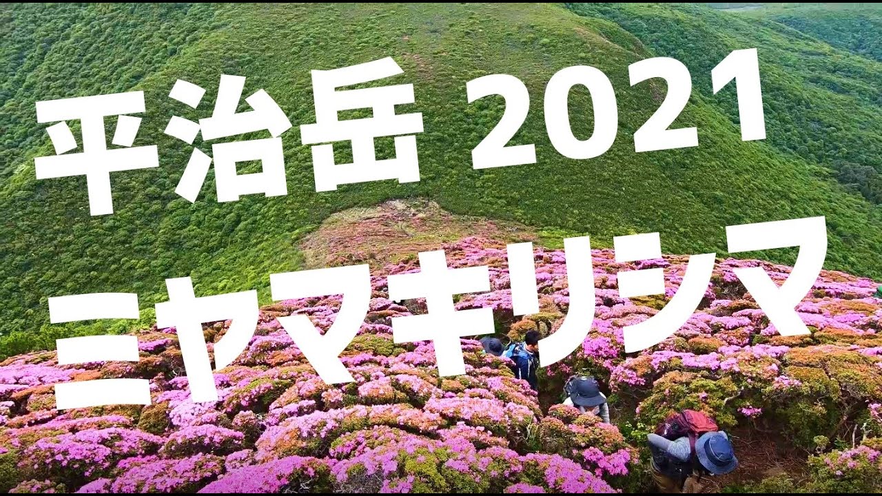 【平治岳】ミヤマキリシマを吉部登山口から ~初心者登山ルート~