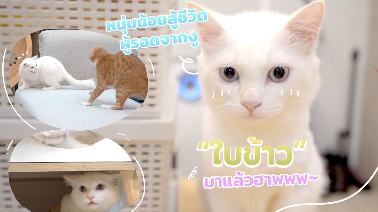 หนุ่มน้อยสู้ชีวิต ผู้รอดจากงู 