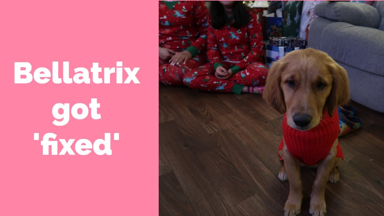 Golden Retriever gets spayed - spay recovery