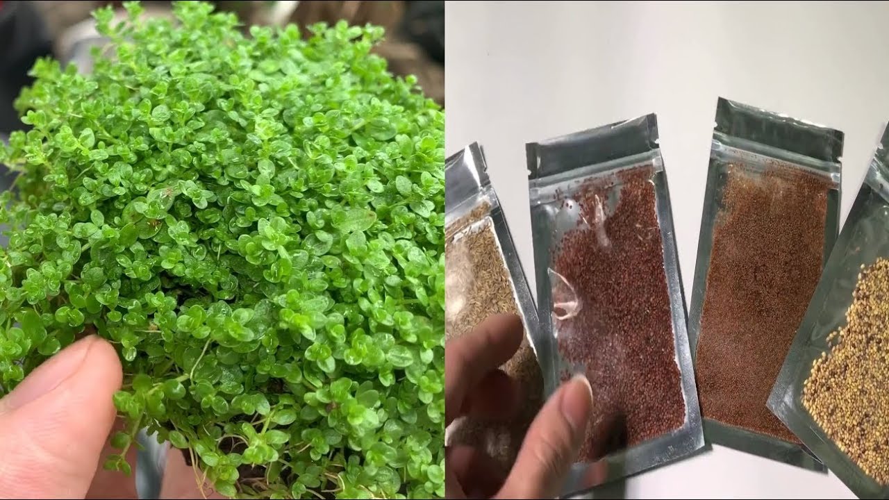 Sự thật về hạt giống 