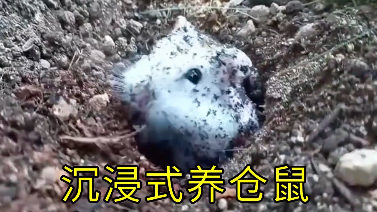 沉浸式养仓鼠，打造真正自然的仓鼠笼，把仓鼠和蔬菜养在一起会发生什么？