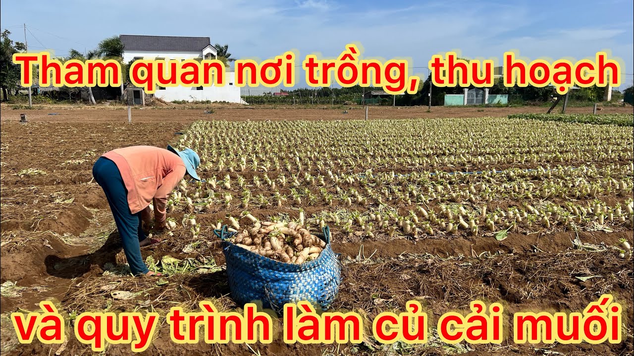 Tham quan nơi trồng, công đoạn thu hoạch và quy trình sản xuất củ cải muối (xá pấu), tại Vĩnh Châu