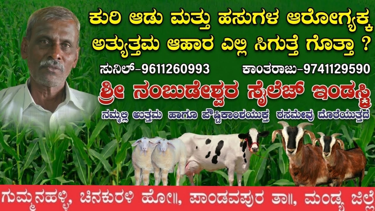 ಕುರಿ ಆಡು ಮತ್ತು ಹಸುಗಳ ಆರೋಗ್ಯಕ್ಕೆ ಅತ್ಯುತ್ತಮ ಆಹಾರ ಎಲ್ಲಿ ಸಿಗುತ್ತದೆ ಗೊತ್ತಾ?ಗುಮ್ಮನಹಳ್ಳಿ ಪಾಂಡವಪುರ ತಾ. ಮಂಡ್ಯ