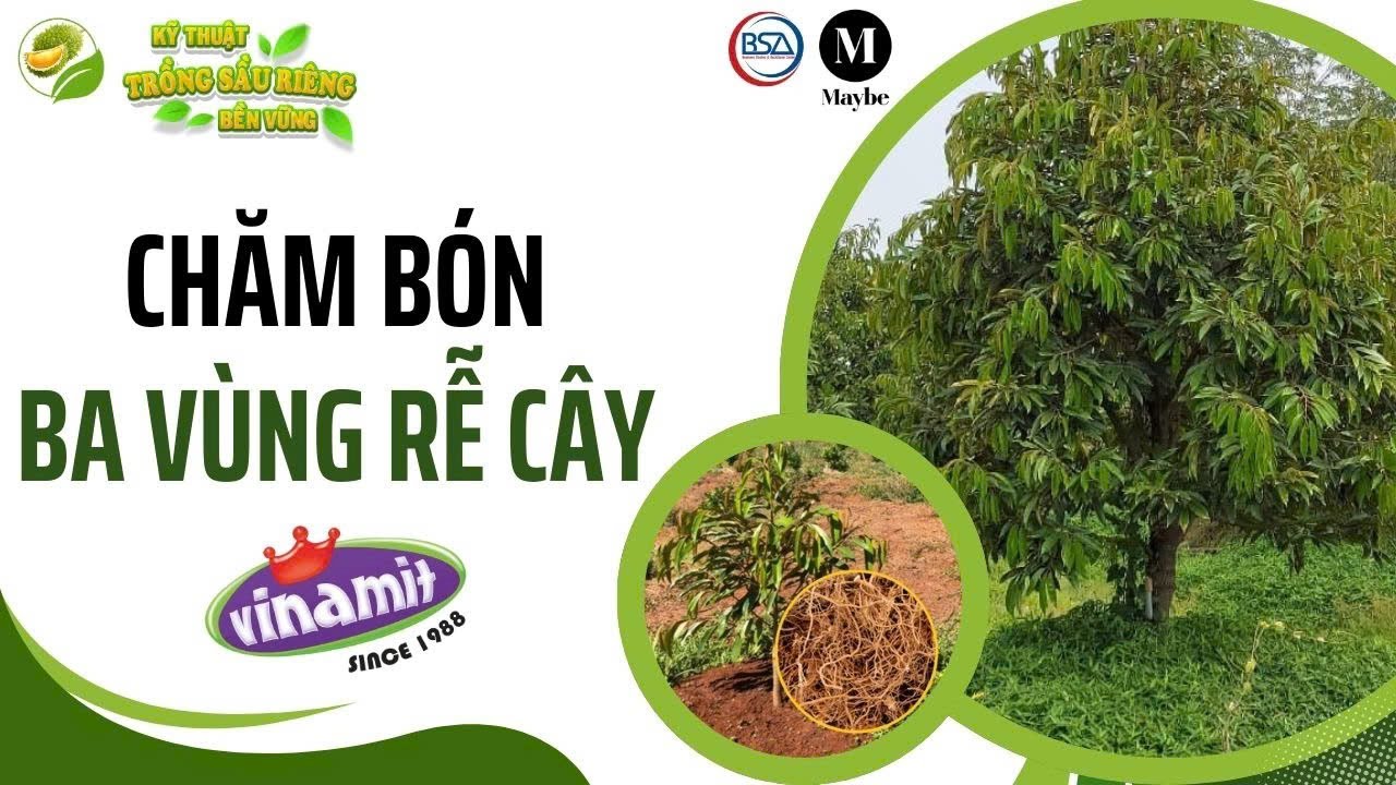 Chăm bón ba vùng rễ cây #12 - Nông gia Huỳnh Quới