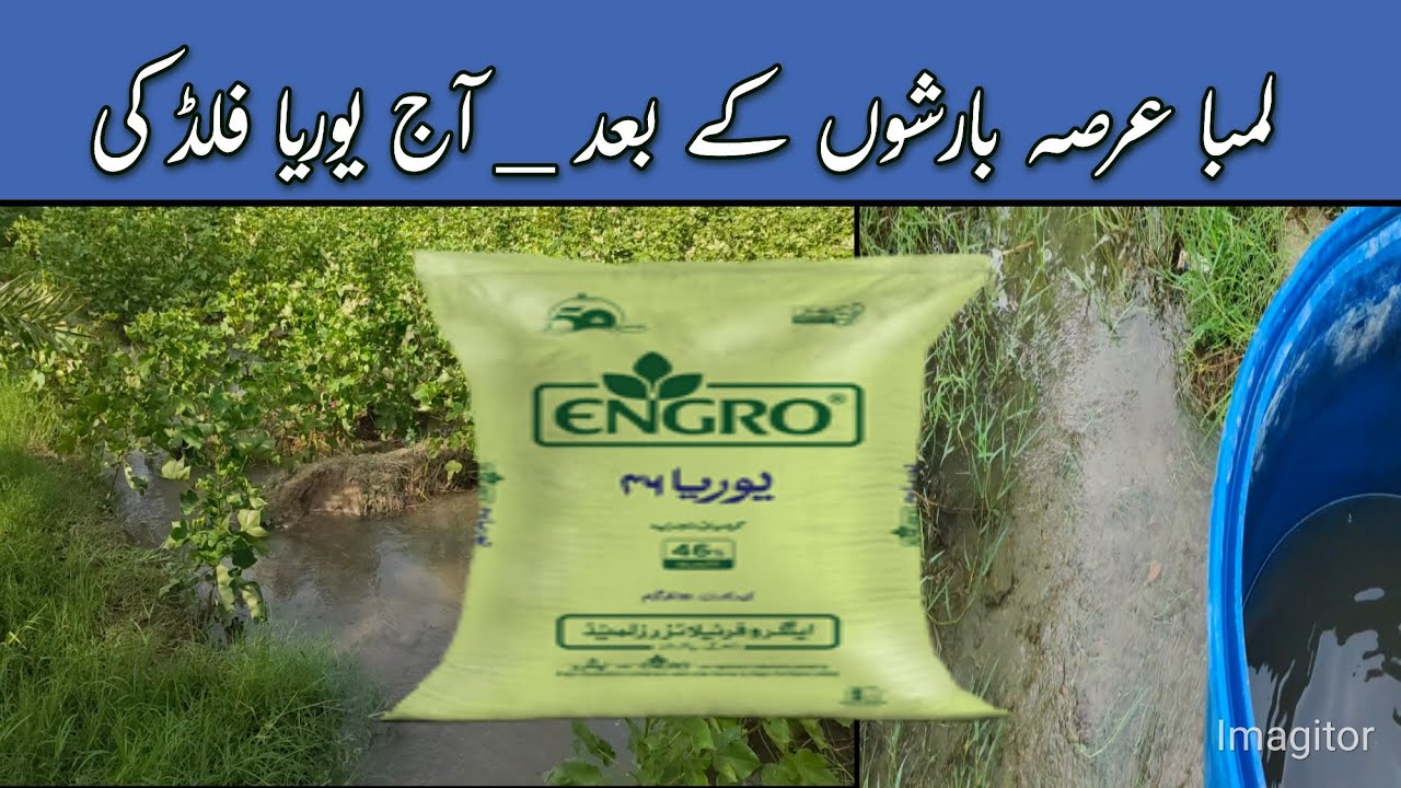 26- Urea Fertigation 15Kg Per Acre | How to Use Urea Fertilizer in Cotton fields after Heavy Monsoon