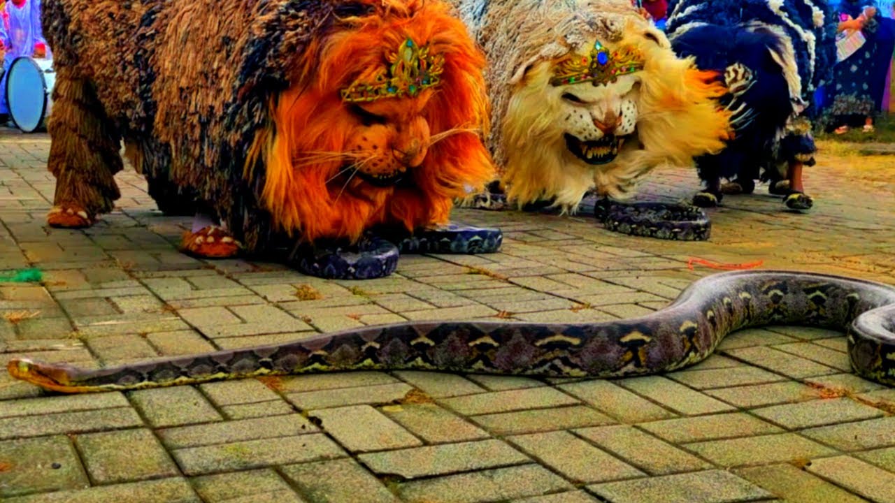 Mengerikan! Pertarungan Can Macanan Singo Raung melawan Ular Piton Raksasa | Tampil di Curahdami