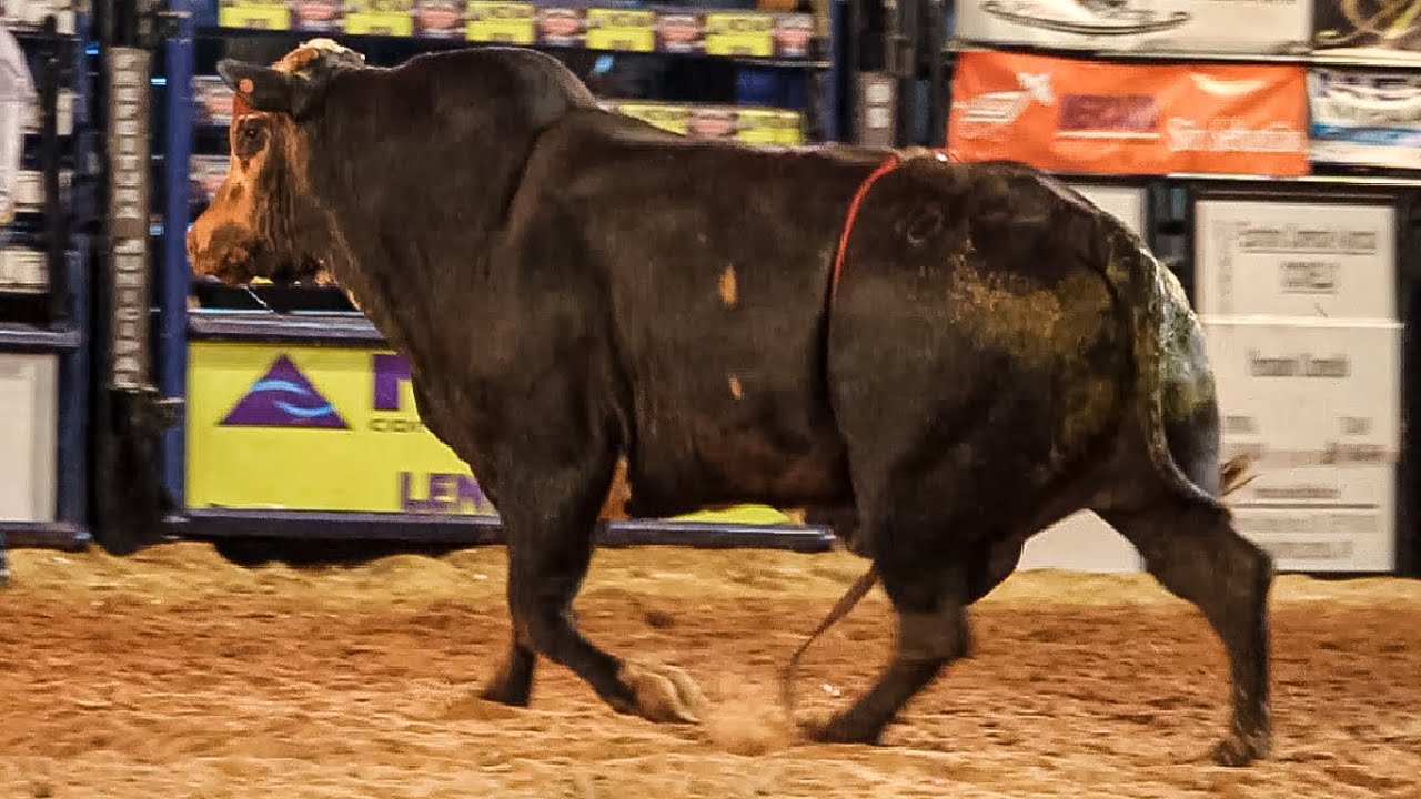 DISPUTA FINAL - Rodeio de SEBASTIANÓPOLIS DO SUL-SP 2024