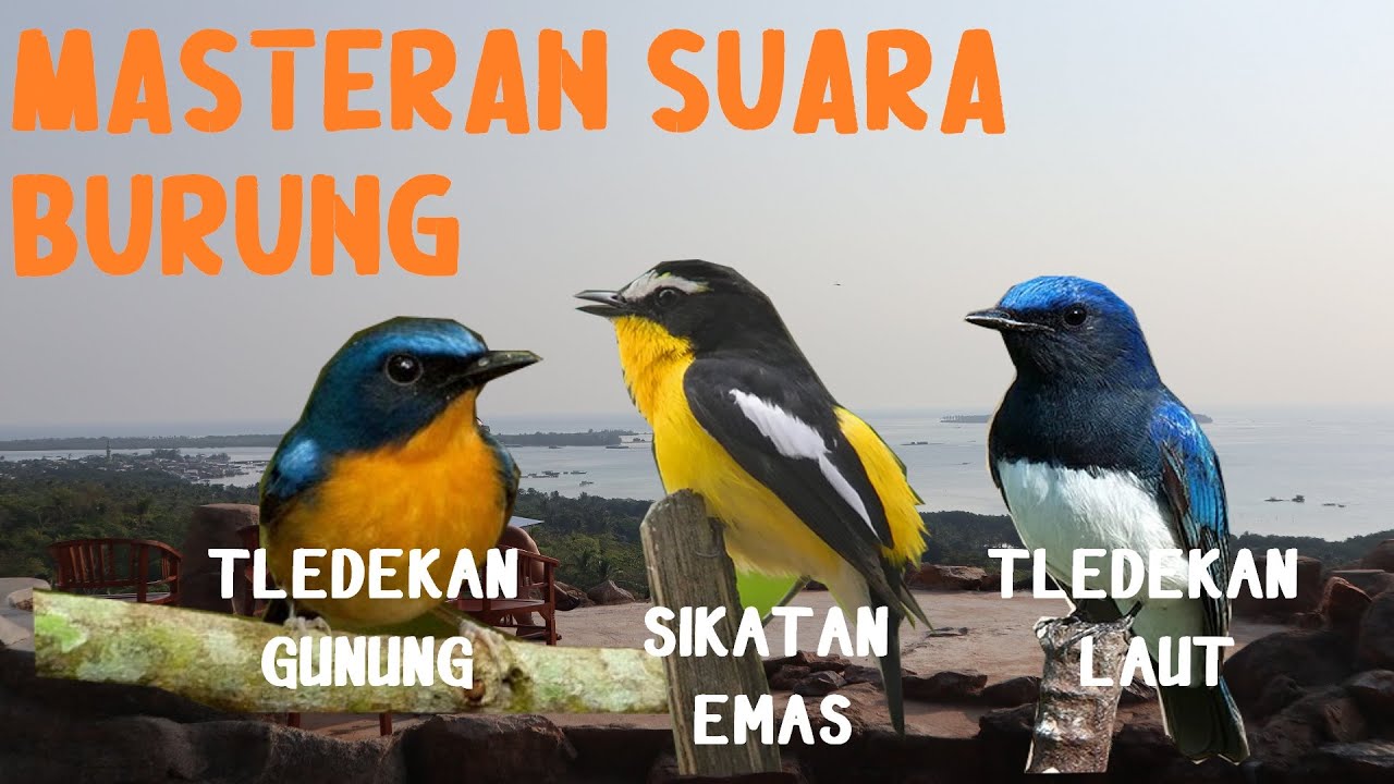 Masteran Suara Burung Tledekan (Sulingan) Gunung, Laut dan Sikatan Emas