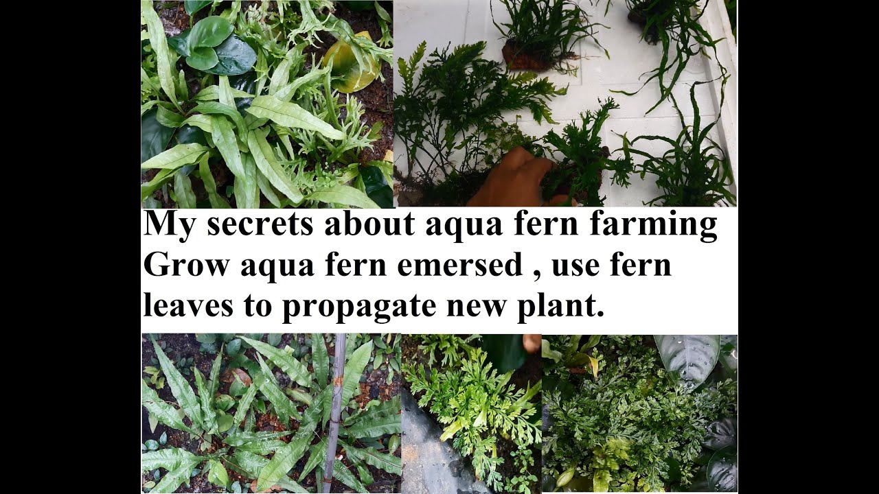 Fast grow aquatic ferns emersed, Propagate using leaves