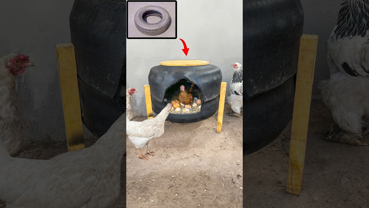 Araba Lastiğinden Sıradışı Tavuk Folluk Yapımı #diy #diychickencoop