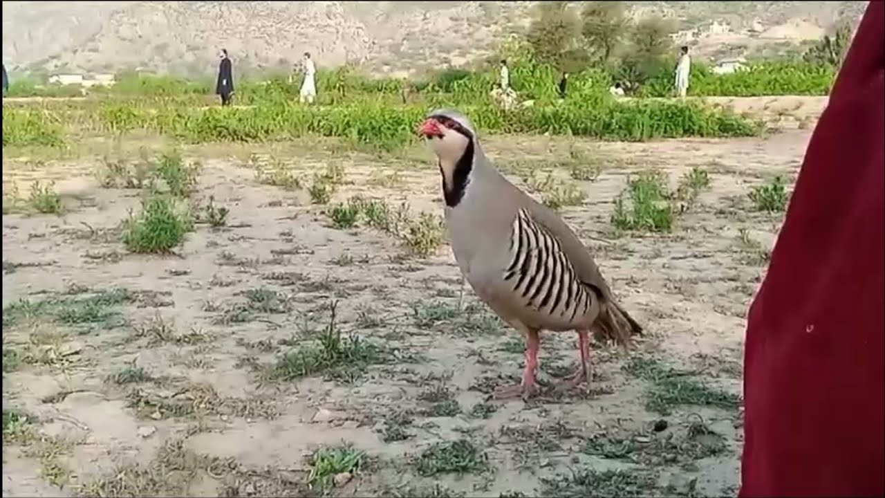 Best Chukar Partridge Singing - صدای کبک مست