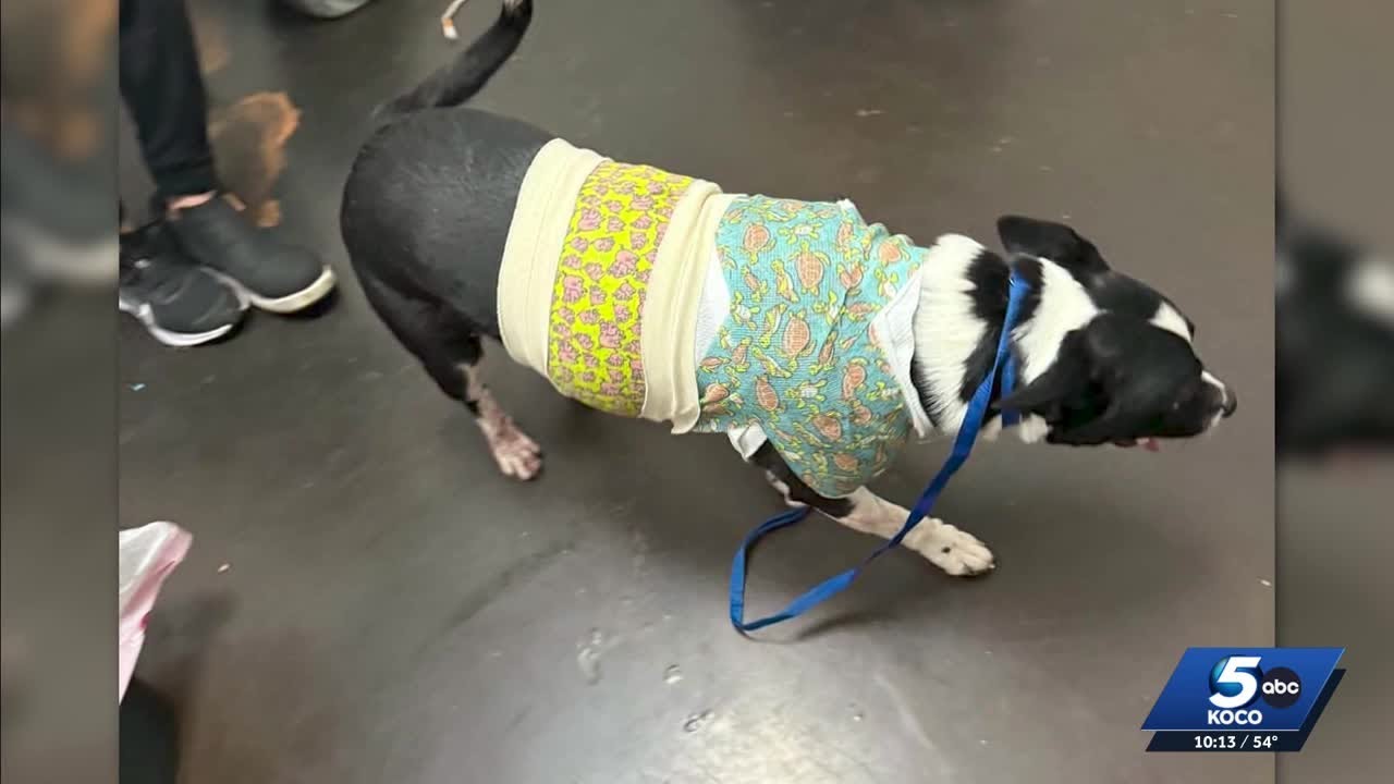 Dog reportedly shot by delivery driver in Moore neighborhood