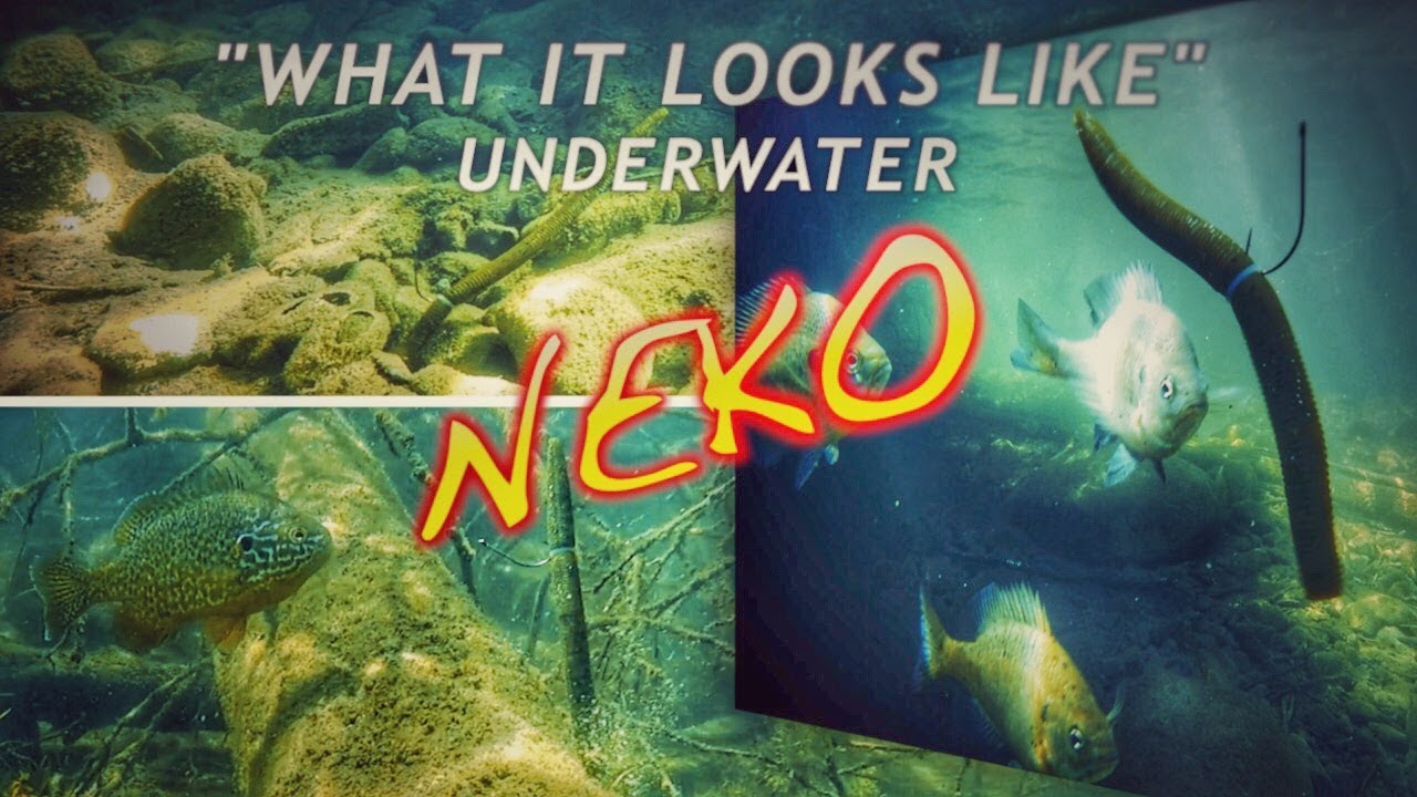 3 NEKO Rig Hook Positions | What it Looks Like Underwater