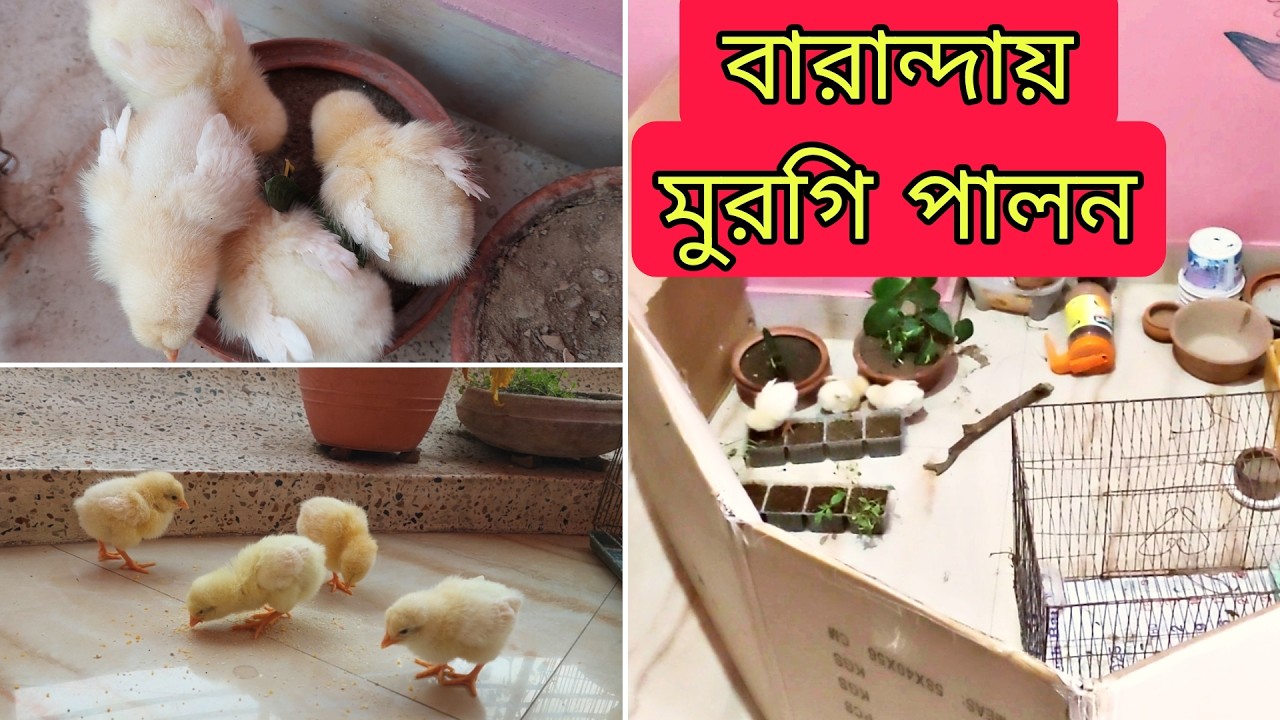 শখ করে মুরগি পালন/ফ্ল্যাট বাসায় মুরগি পালন/বাচ্চা মুরগি খাবার ও যত্ন /chicken life cycle A to Z