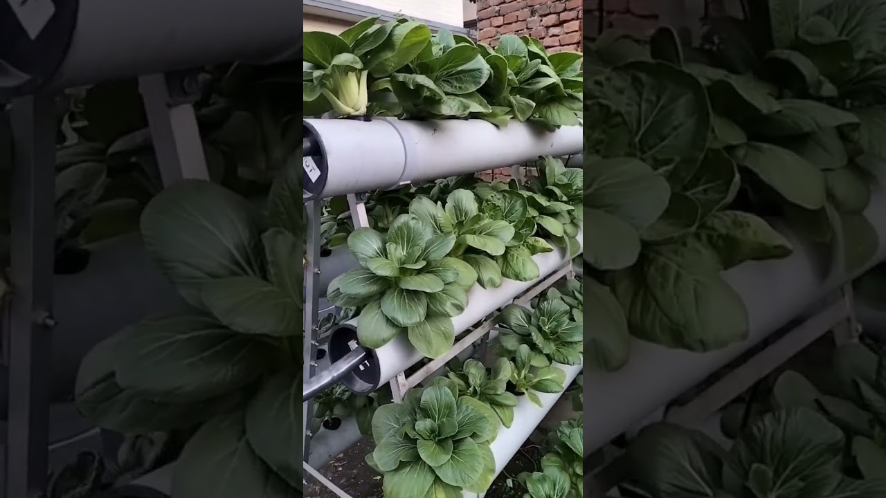 Aeroponics farming system.#hydroponics #aeroponics #gardening #kathmandu #nepal