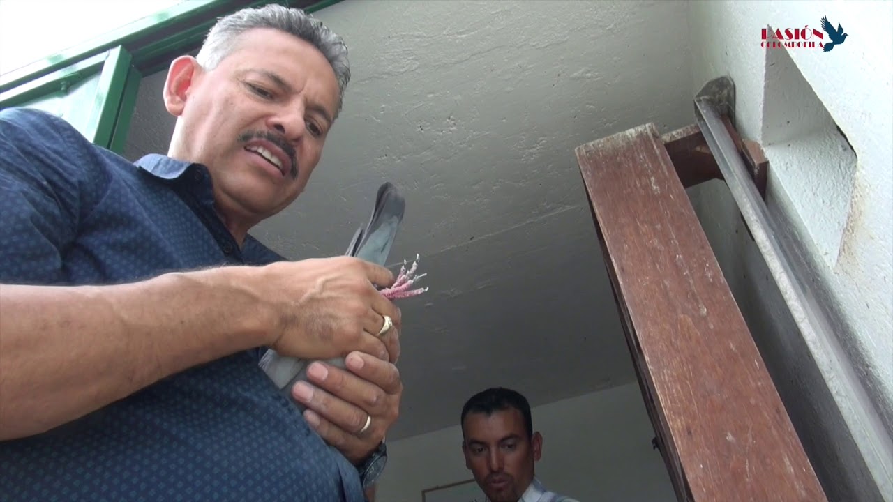 Un Palomar Fuera de Serie, lalofernandezpigeon.com