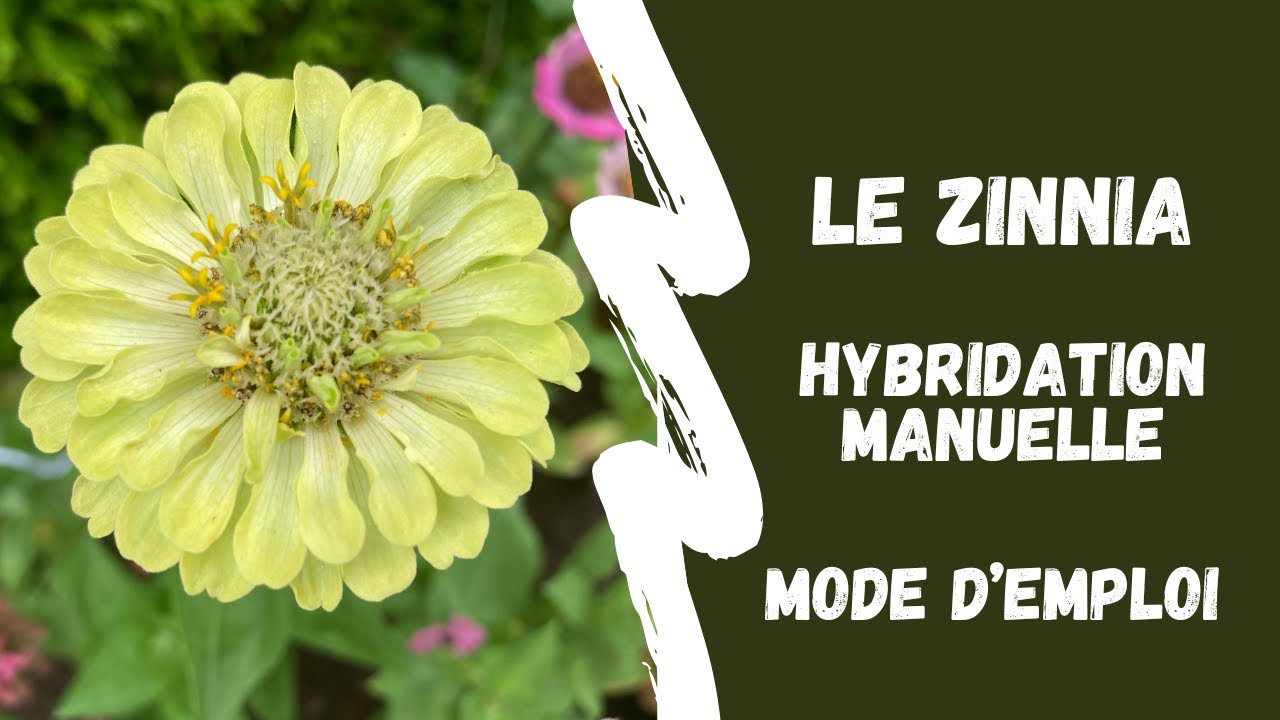 Hybridation des zinnias à la main : comment créer de nouvelles variétés de zinnia chez vous?