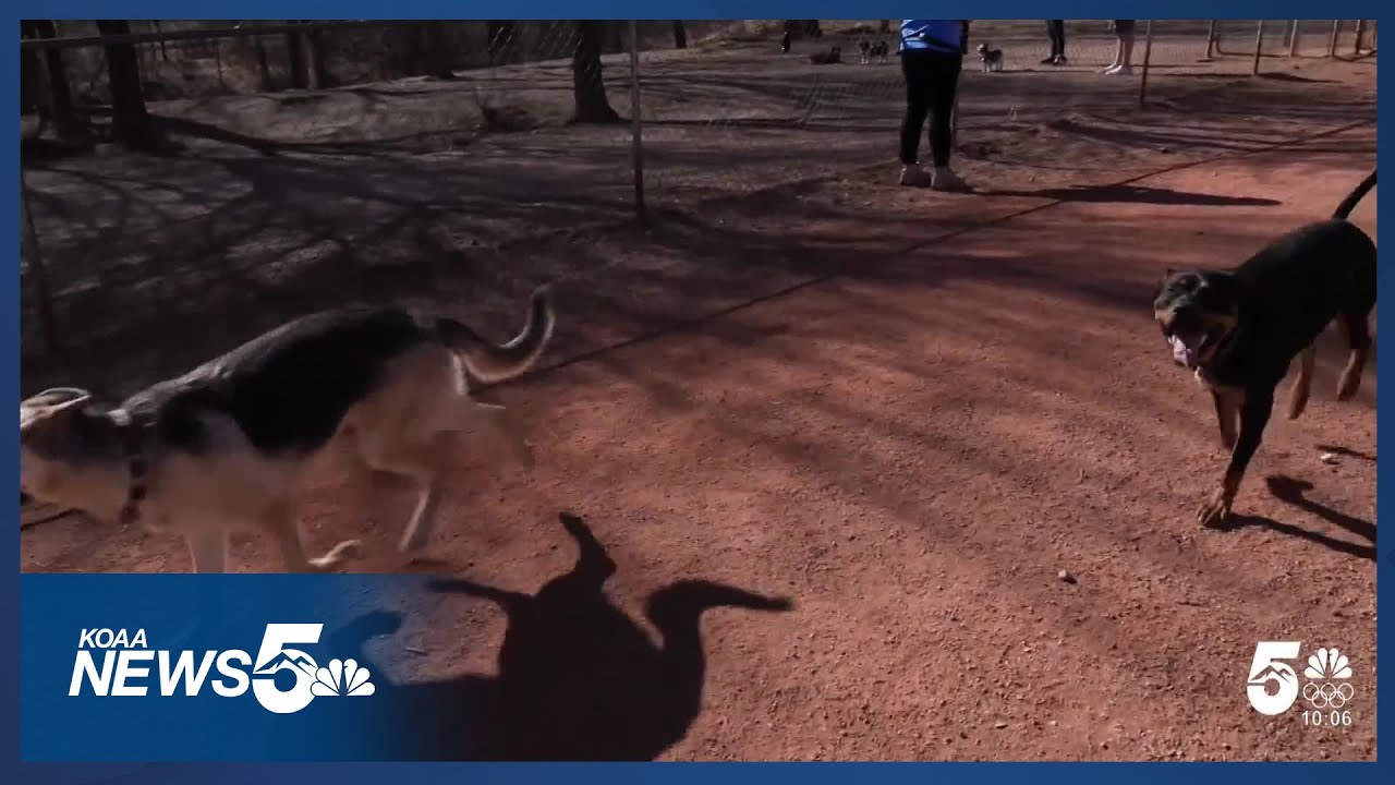 Colorado Springs dog owners frustrated with neighbors not cleaning up pet waste