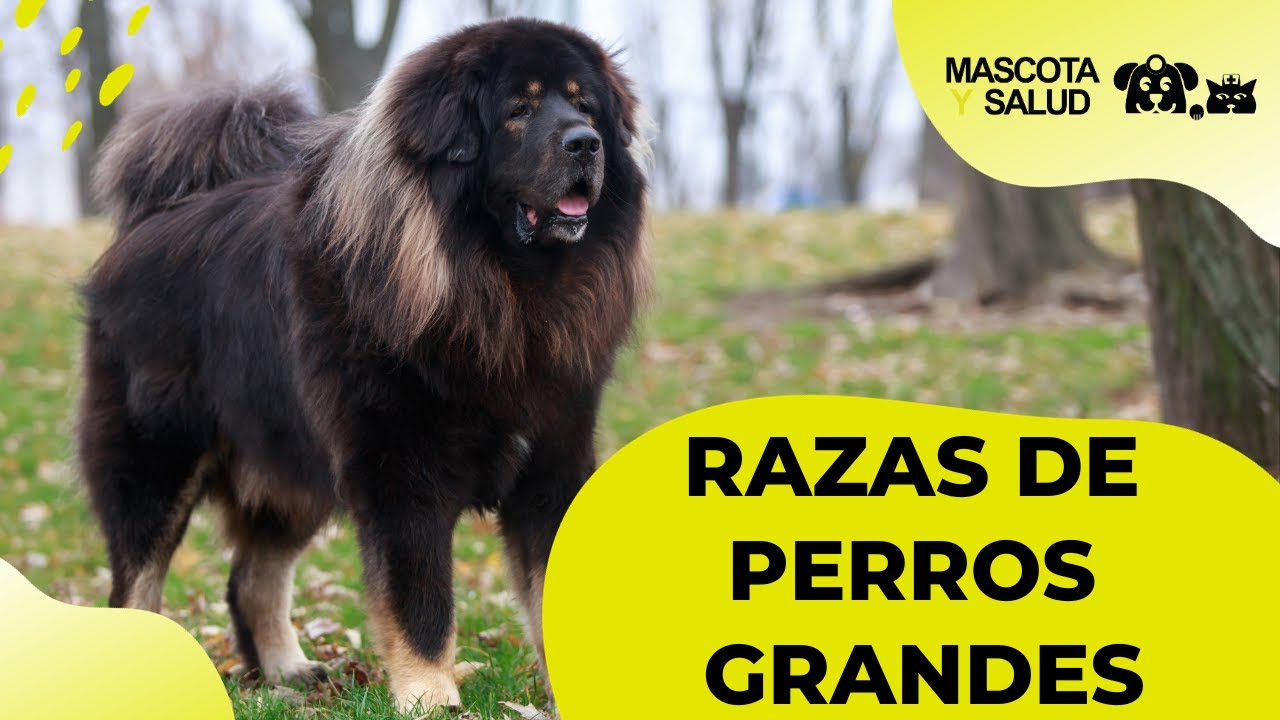 22 Razas de perros grandes y sus tama&ntilde;os | Mascota y Salud