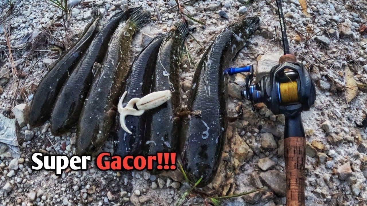 UMPAN "SABAITZER" MEMANG SUPER GACOR!!!