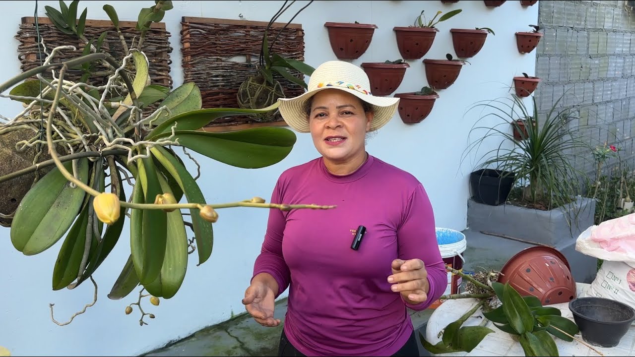 SEGREDO PRA SUAS ORQUÍDEAS DESENVOLVER MUITO