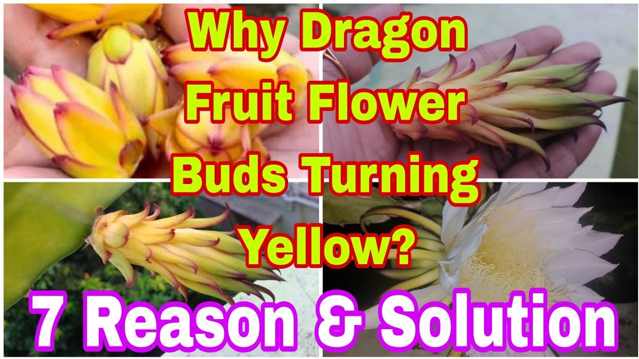 Why Dragon Fruit Flower Buds Turn Yellow|Reason &Solution|Dragon fruit bud pile hone ka reason/solve