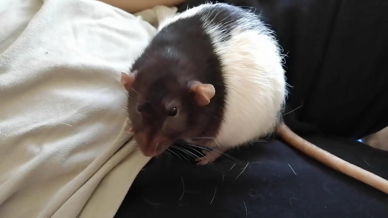 Our Rat Marpa loves attention and love. #rat #pets #cute