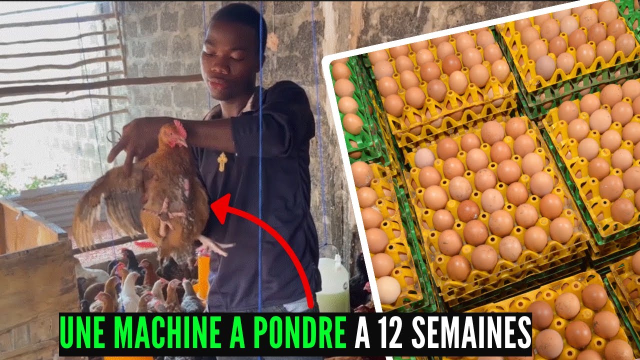 UNE MACHINE à PONDRE DES OEUFS A 12 SEMAINES: Transformer Les Poules Goliath En Monstre Pondeurs